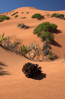 Coral Pink Sand Dunes State Park, Arizona